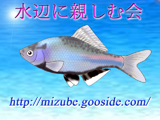 シンボル魚＝シロヒレタビラ